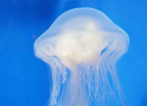 Jellyfish