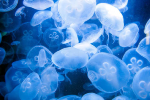 Jellyfish