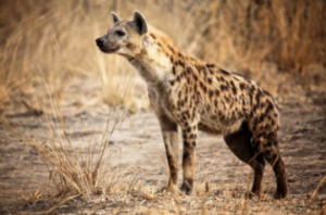hyena