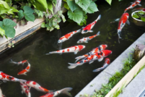 Carp